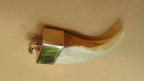 ANTIQUE LION'S CLAW PENDANT SET IN GOLD CASING