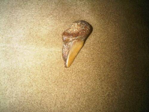 Fossilized Shark Tooth