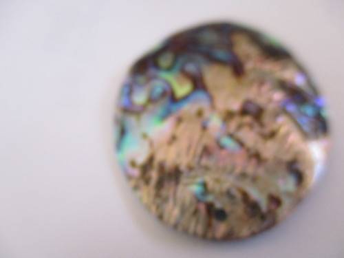 53.00 x 42.00 mm Paula Shell