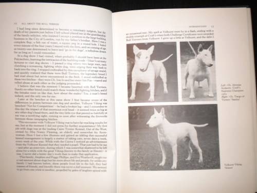 All about the Bull Terrier