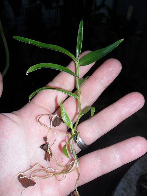 Orchids: Dendrobium hercoglossum seedlings