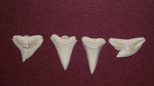 REDUCED ..A SELECTION OF SHARKS TEETH  VERY COLLECTIBLE OR TO BE MADE INTO PENDANTS.