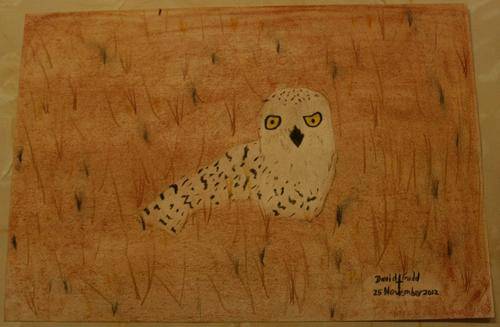 "Snow Owl" by David Gadd