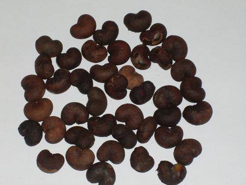 Baobab seeds for bonsai!