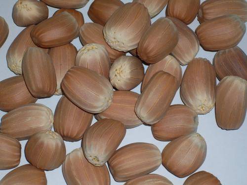 E.Transvenosus seed