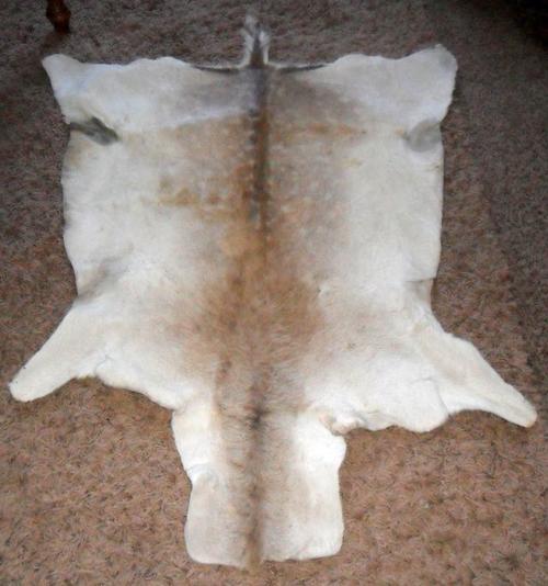 ANIMAL SKIN