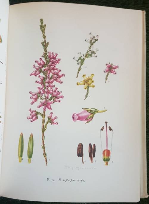 Ericas in Southern Africa.  1st Ed Many Paintings By Von Below, Fay Anderson.