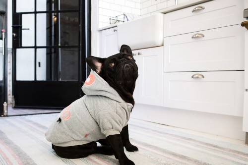 Dog`s Life Hero`s Hoodie - Grey - Xtra Small