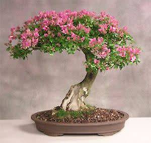 Crape Myrtle Bonsai Seed