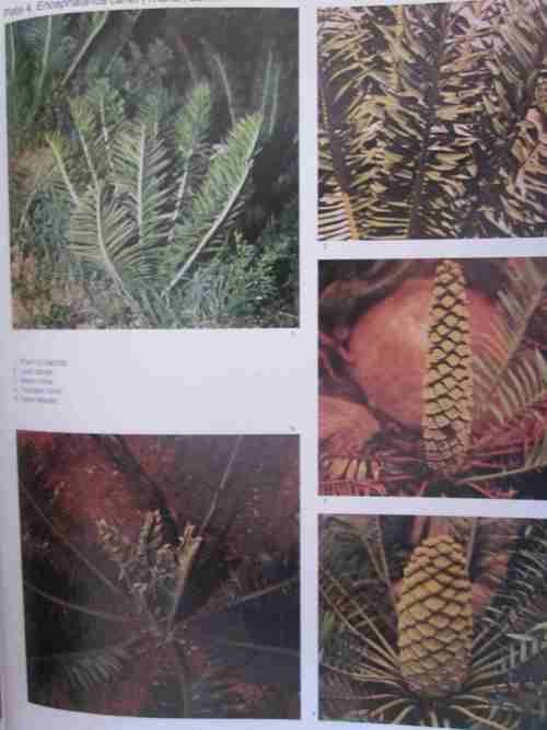 Cycads of South Africa- Cynthia Giddy