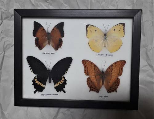 FRAMED 4 BUTTERFLIES