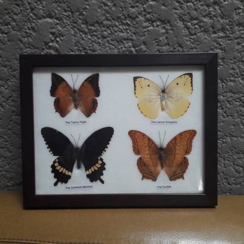FRAMED 4 BUTTERFLIES