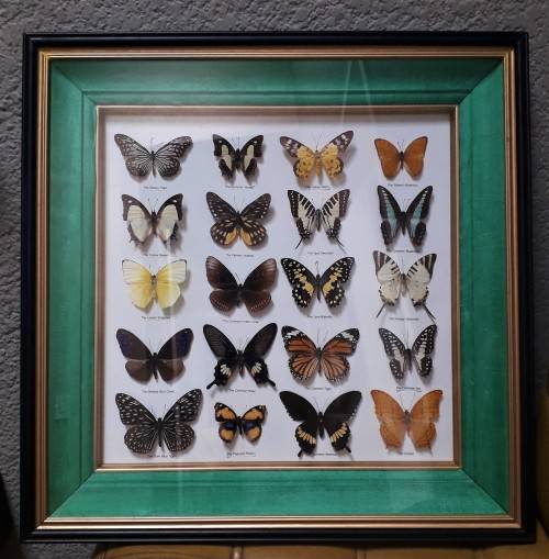 FRAMED  BUTTERFLIES