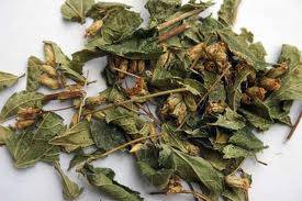 Calea Zacatechichi dream herb 15 grams