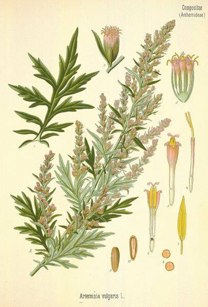 Mugwort Artemesia Vulgaris 75 grams