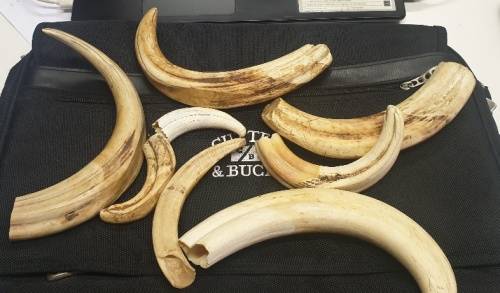 8 x Warthog Tusks