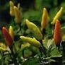 TOBASCO - HOT CHILLI - 12 SEEDS
