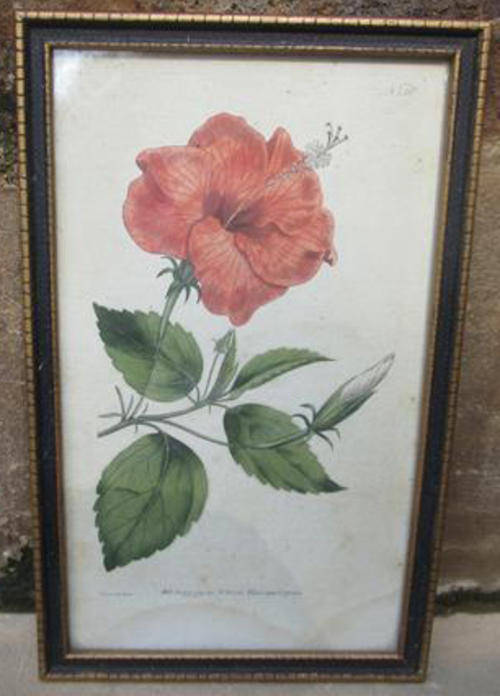 ANTIQUE, HAND COLOURED BOTANICAL PRINT, FRAMED BEHIND GLASS