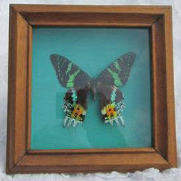 LARGE AND BEAUTIFUL BUTTERFLY PRESERVED BEHIND GLASS IN A SILK ??  LINED BOX FRAME
