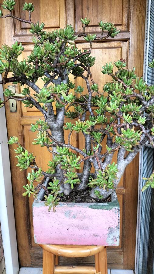 Magnificent Gollum Fingers (Crassula Ovata) Bonsai 2010 - 80cm