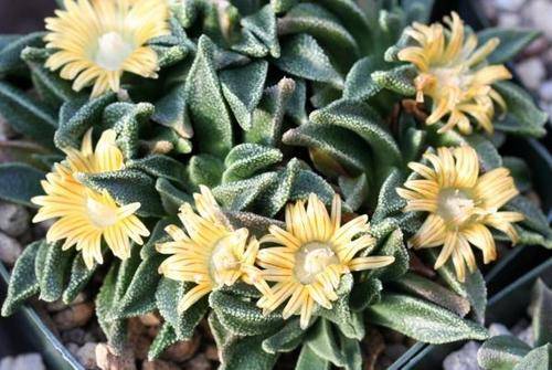 Nananthus transvaalensis (live plants)