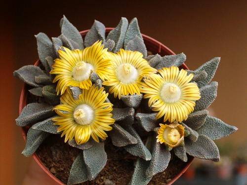 Nananthus wilmaniae (live plants)