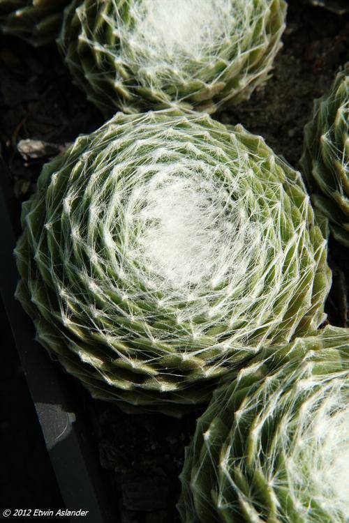 Sempervivum arachnoideum - "Spiderweb Houseleek" (plants)
