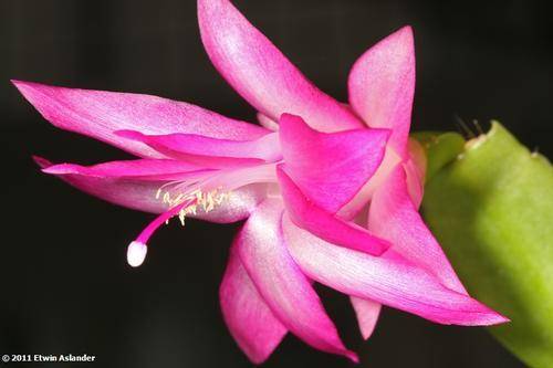 schlumbergera