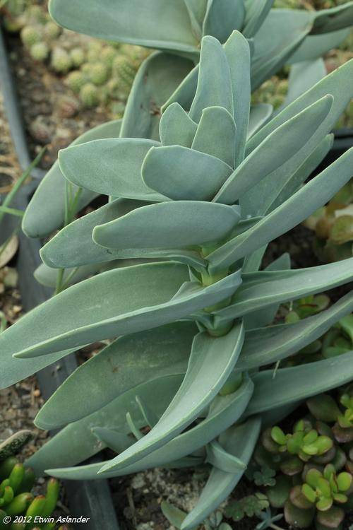 crassula falcata