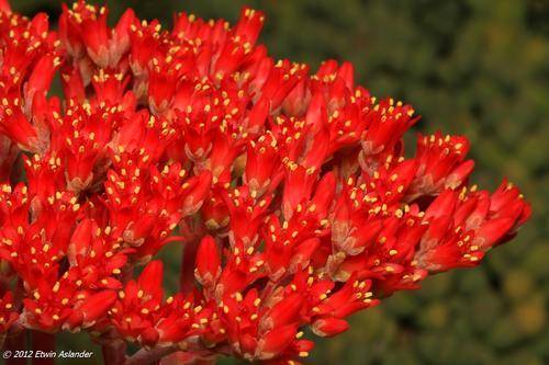 crassula perfoliata minor