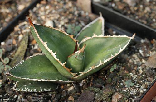 Agave ghiesbreghtii