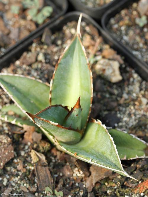 Agave ghiesbreghtii