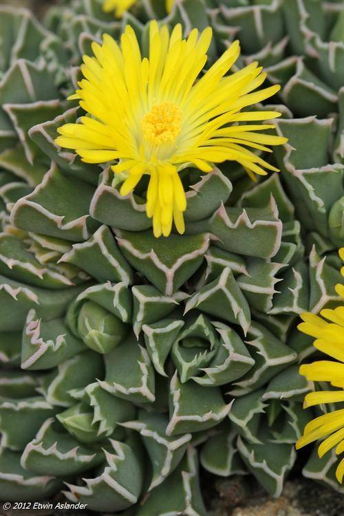 faucaria boscheana