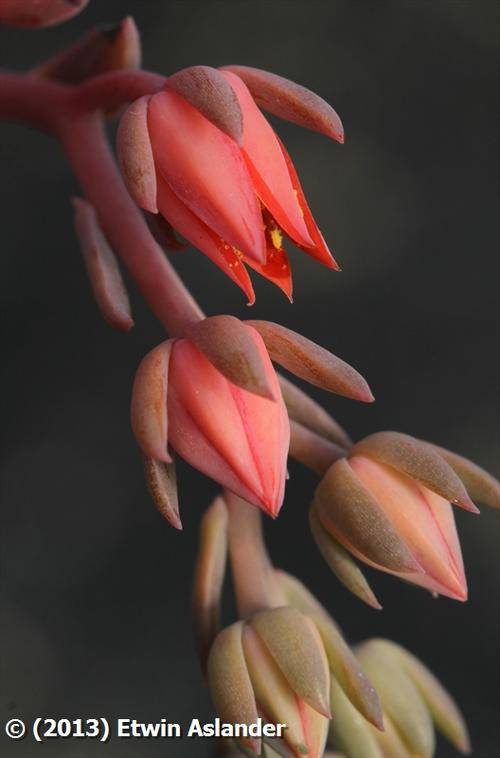 echeveria blue prince