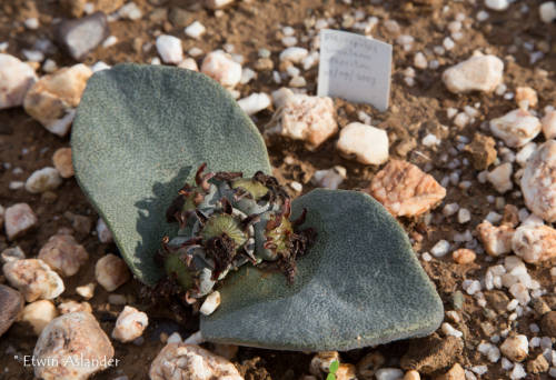 Pleiospilos simulans - 100 seeds