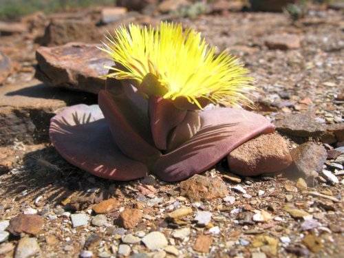 Cheiridopsis peculiaris - 100 seeds