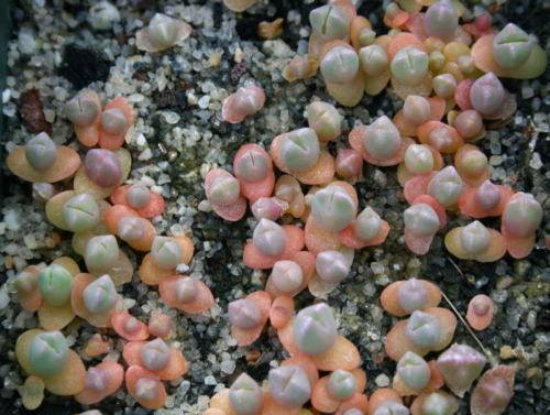 Cheiridopsis peculiaris - 100 seeds