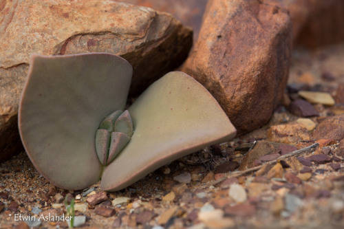 Cheiridopsis peculiaris - 100 seeds