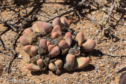 Tanquana prismatica - 100 seeds
