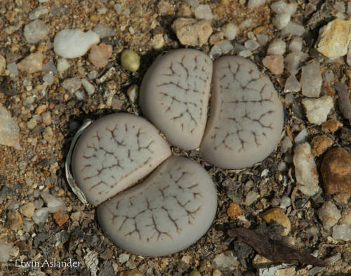 Lithops pseudotruncatella ssp. dendritica   -100 seeds