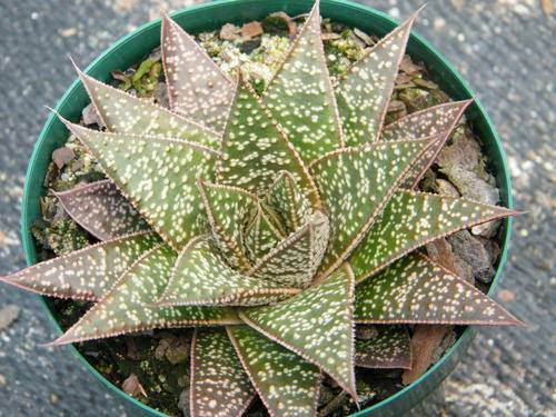 Gasteria "Flo"