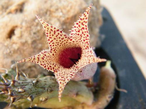 Stapelianthus decaryi