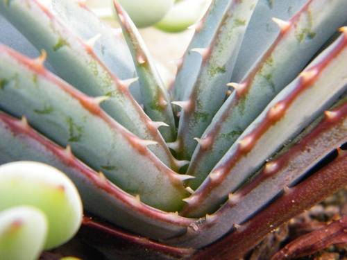 Aloe suprafoliata