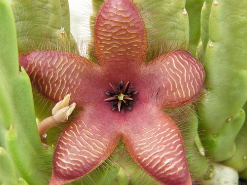 Stapelia hirsuta ssp. tsomoensis