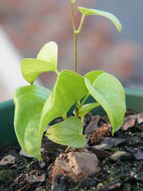 Dioscorea elephantipes