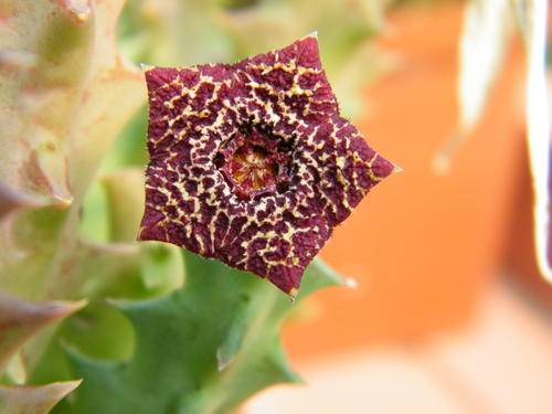 Orbea carnosa ssp. keithii