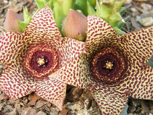 Orbea verrucosa (plants)