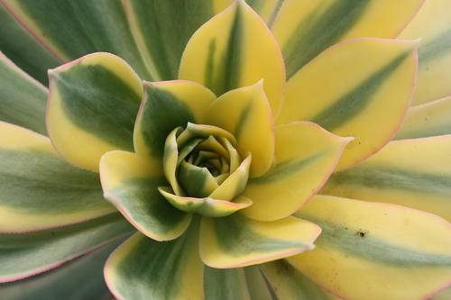 aeonium sunburst