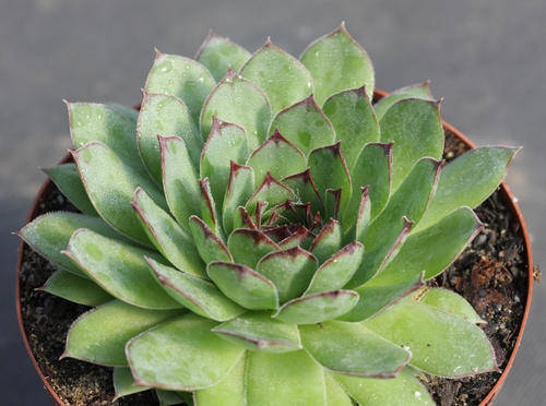 sempervivum tectorum