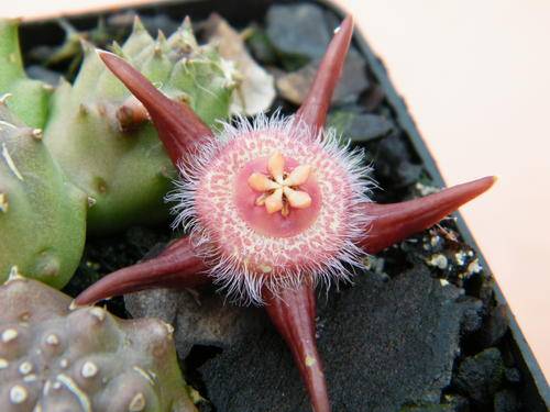 duvalia corderoyi